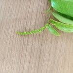 Image result for Sclerocroton cornutus