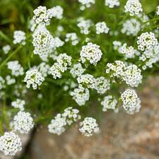 Carpet Of Snow Alyssum In 2021 Alyssum Plant Seedlings Tiny White Flowers