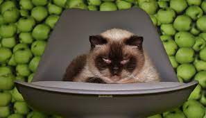 Can Cats Eat Apples The Truth About Slices Applesauce More