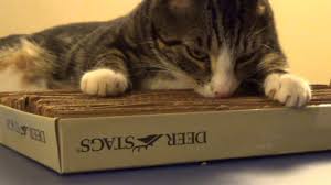 I didn't know she was a cardboard scratcher until we noticed she was shredding the sides of the boxes. Make A Cardboard Cat Scratcher Youtube