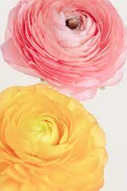 Download Premium Image Of Blooming Ranunculus Flowers 2278091 Flower Illustration Ranunculus Flowers Flower Background Design