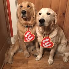 Golden retriever costume (390 результатов). Halloween Costume 2019 7 Dogs Know Your Meme