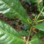 Image result for Massularia