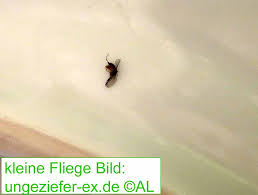 Schädlinge und ungeziefer in der küche und im haushalt sind keine seltenheit. Kleine Fliegen Wie Minifliegen Im Haus Loswerden Info 2021