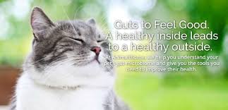 Indoor cat initiative, columbus, ohio. Guts To Feel Good A Healthy Inside Leads To A Healthy Outside The Conscious Cat