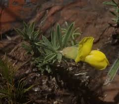 Image result for Pearsonia cajanifolia