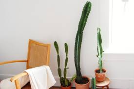 Image result for Euphorbia ingens