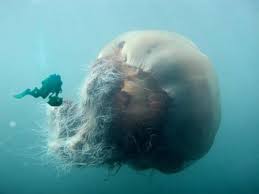 The Lions Mane Jellyfish Is The Largest Jellyfish In The World They Have Been Swimming In Arctic Waters Since Lion S Mane Jellyfish Giant Jellyfish Lion Mane