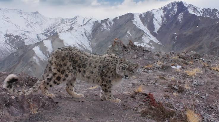 Planet Earth II (TV Mini Series 2016) - IMDb