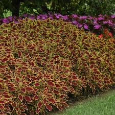 Image result for Coleus zombensis