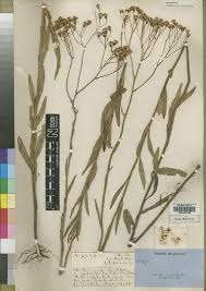 Image result for Senecio strictifolius