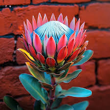 Image result for Protea micans