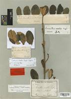 Image result for Oedina