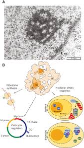The nucleus gets through the cytoplasm or the remaining of the cell via openings known as nuclear pores. Evidence For Nucleolar Dysfunction In Alzheimer S Disease