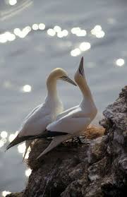 Big Birds With White Heads Beautymothernature Beautiful Northern Gannet Peaceful Eye Sea Birds Beautiful Birds Gannet