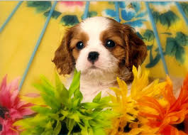 A few years later, the opportunity to buy a cavalier presented itself and without hesitation we jumped at the chance. Hadara Cavalier King Charles Spaniel Puppy Breeder In Texas