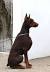 Man Dabar Dog