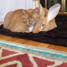 Ginger Cat And His Giant Rabbit Twin Brother Truly Special Bond Love Meow Giant Rabbit Beautiful Kittens Cats