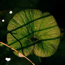 Image result for Gunnera perpensa