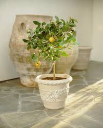 When you grow a lemon tree from seed, no matter the method, you should expect three to six years before it becomes capable of producing edible fruits. The Indoor Lemon Tree That S Changed My Days And Dinners At Home Vogue