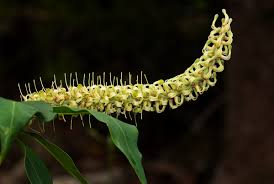 Image result for Faurea saligna