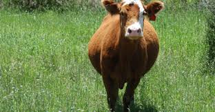 Whats A Beef Cow Worth Beef Magazine