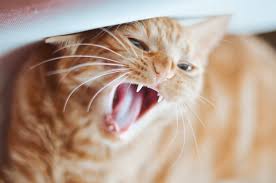 Jan 28, 2020 · ideally, you should brush your cat's teeth every day or every other day, says dr. Top 10 Tips On How To Clean Your Cat S Teeth The Lab Au Vetshopaustralia Com Au Official Blog