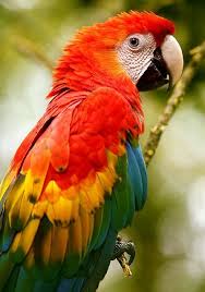 red and green macaw ara chloropterus family psittacidae c alfredo salaza pet birds beautiful birds parrots art