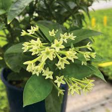 Image result for Cestrum nocturnum