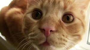 So Erkennen Sie Eine Kranke Katze