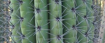 Cacti aren't really genetically designed to grow fast. Stenocereus Species Mehuele Organ Pipe Cactus Pitayo Dulce Stenocereus Thurberi