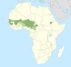 Transformez le texte au passé composé. Fula Language Wikipedia