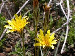 Edible Plants Of The Pacific Northwest Edible Wild Plants Edible Plants Wild Edibles
