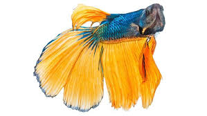 Tubuh ikan diselimuti oleh sisik atau kulit (cahyo, 2006). 6 Manfaat Pelihara Ikan Cupang Yang Jarang Diketahui