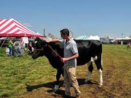 Depending on the breed, a full mature holstein dairy cow weighs around 1,500 lbs (700 kg) on average, a mature ayrshire weighs around 990 to 1,320 lbs, while the jersey breed (being among the smallest of the dairy breeds) weighs around 900 lbs (410kg) on average. Episode 644 How Much Does This Cow Weigh Planet Money Npr