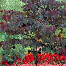 Somewhat irregular form deciduous size: Buy Affordable Forest Pansy Redbud Trees At Our Online Nursery Arbor Day Foundation Buy Trees Rain Forest Friendly Coffee Greeting Cards That Plant Trees Memorials And Celebrations With Trees And More