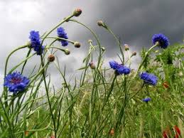 Pin On Photos Nature
