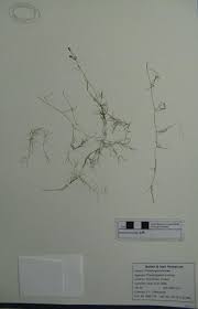 Image result for Potamogeton pusillus