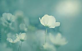 Flores Sol Flores Blancas Pequenas In Flores Toneladas De Calidad Hd Gratis Para Descargar Fondo Weather Wallpaper White Christmas Merry Christmas Everyone