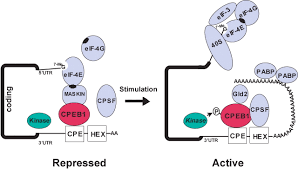 Translation of mrna proteins are synthesized from mrna templates by a process that has been highly conserved throughout evolution (reviewed in chapter 3). Rna Binding Proteins A Lesson In Repression Journal Of Neuroscience