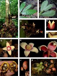 Image result for Polyceratocarpus gossweileri