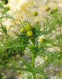 Image result for Dewildemania