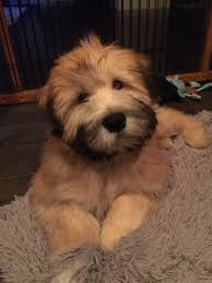 Their coat is best when brushed on a daily basis to keep them maintained. My Fozzie Bear Soft Coated Wheaten Terrier Wheaten Terrier Puppy Beautiful Dogs Terrier Dogs
