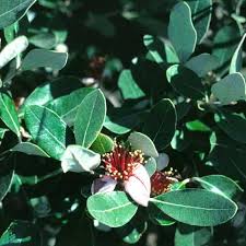 Image result for Feijoa sellowiana