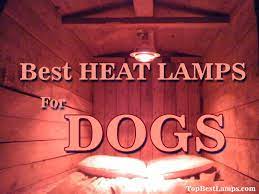 Read this post to find out more about popular models and features to consider. 10 Best Heat Lamps For Dogs Reviews Buying Guide 2021