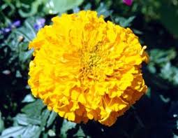 Pin On Gardening