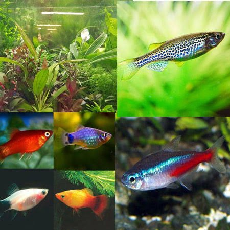 Small Tropical Tank Filler-Fish and Plants (Pack 20) - Aquatics To Your Door