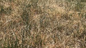 Water use down by more than 30% in portions of Salt Lake Valley