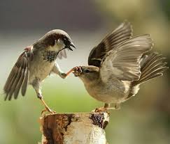 Foto Animalphotographyperfecttiming Foto Bunter Vogel Adler Vogel Spatz Vogel