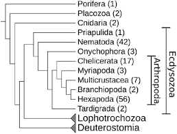 Maybe you would like to learn more about one of these? Evolution Of Dna Methylation Across Ecdysozoa Biorxiv